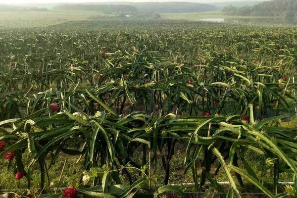 火龍果種子幾天發芽 火龍果種子幾年結果