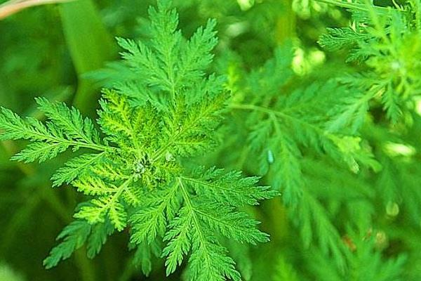 青蒿的功效與作用及禁忌 青蒿的藥用價值