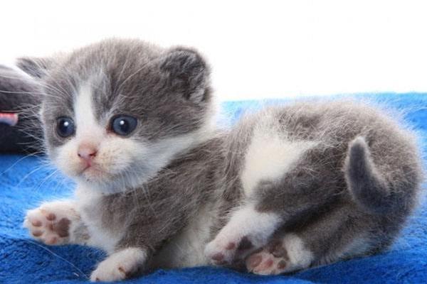 皮堡斯市場(chǎng)價(jià)格多少錢(qián)一只 皮堡斯貓有地方買(mǎi)嗎