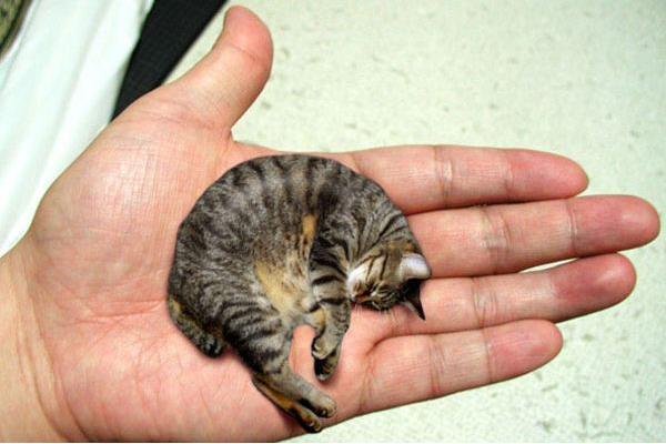 皮堡斯市場價格多少錢一只 皮堡斯貓有地方買嗎