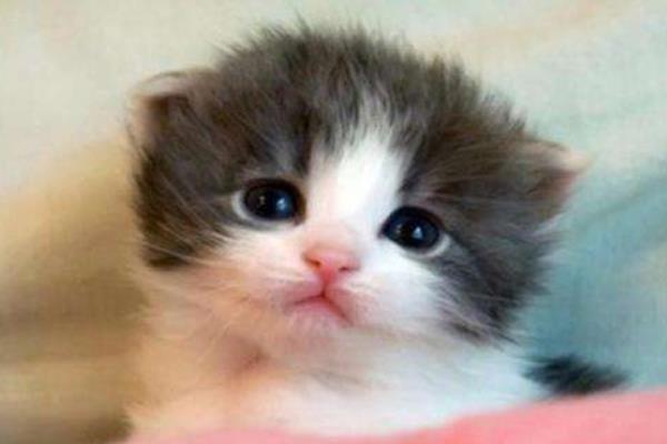 皮堡斯市場價格多少錢一只 皮堡斯貓有地方買嗎