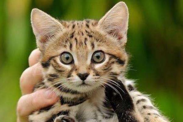 皮堡斯市場價格多少錢一只 皮堡斯貓有地方買嗎