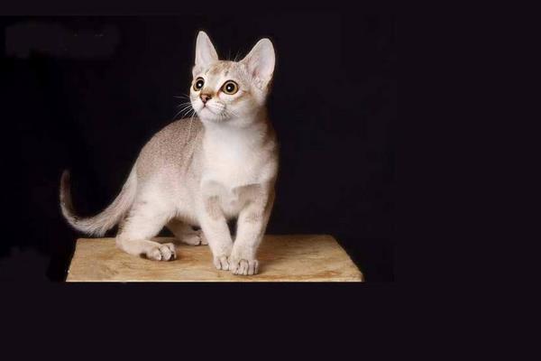 皮堡斯市場價格多少錢一只 皮堡斯貓有地方買嗎