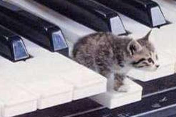 皮堡斯市場價格多少錢一只 皮堡斯貓有地方買嗎