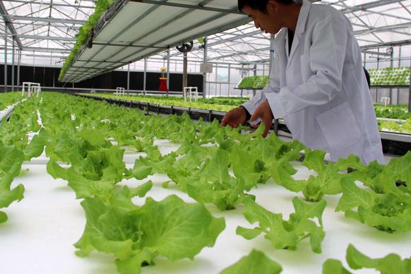 什么是無土栽培技術 無土栽培蔬菜的壞處是什么