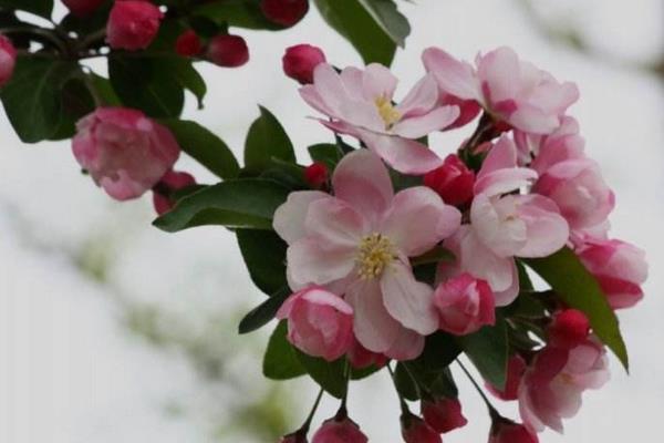 西府海棠盆景怎么造型 西府海棠盆栽怎么養(yǎng)