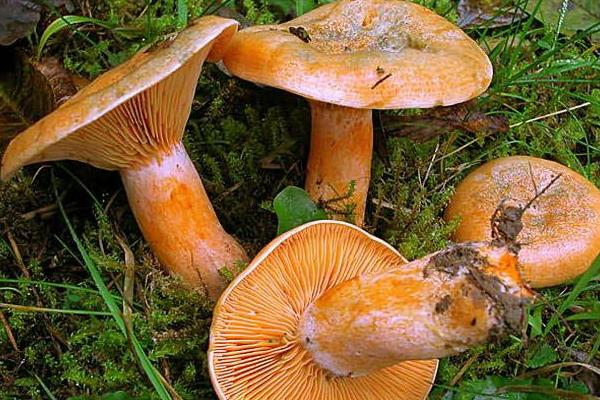 松乳菇種植技術 松乳菇人工栽培方法