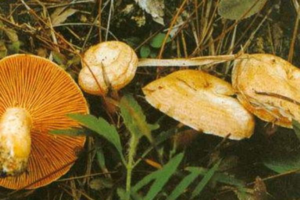 松乳菇種植技術 松乳菇人工栽培方法