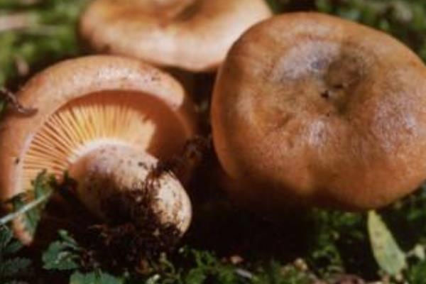 松乳菇種植技術 松乳菇人工栽培方法