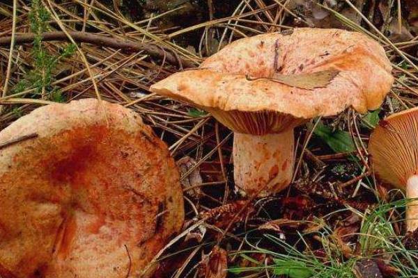 松乳菇種植技術 松乳菇人工栽培方法