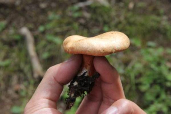 松乳菇種植技術 松乳菇人工栽培方法