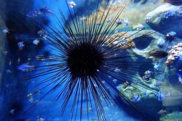 長刺海膽可以吃嗎 海膽吃什么食物