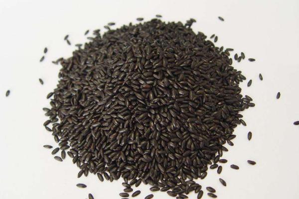 吃黑米能減肥嗎 黑米熱量高嗎 黑米糖分含量高嗎