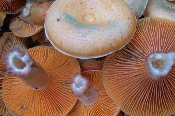 松乳菇種植技術 松乳菇人工栽培方法