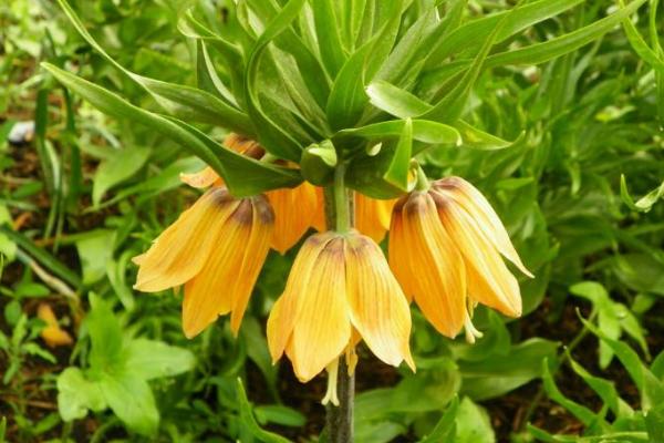 貝母花能吃嗎 貝母花怎么吃最好