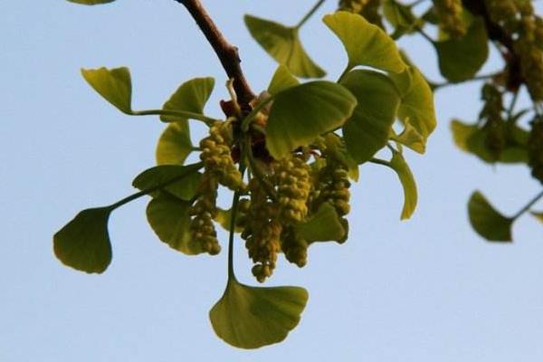 銀杏樹的作用及藥用價值 銀杏樹多少錢一顆