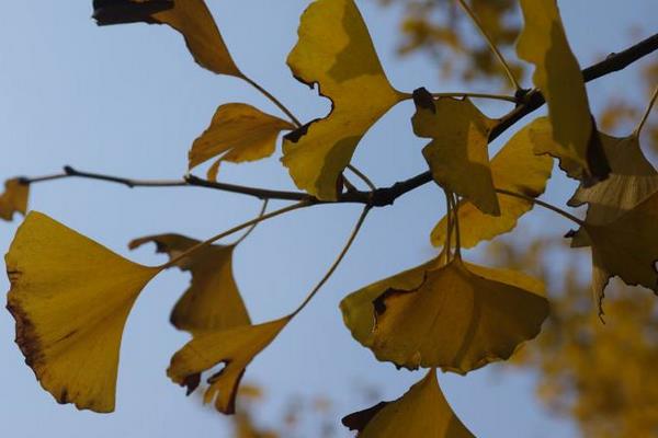 銀杏樹的作用及藥用價值 銀杏樹多少錢一顆