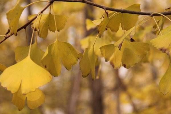 銀杏樹的作用及藥用價值 銀杏樹多少錢一顆