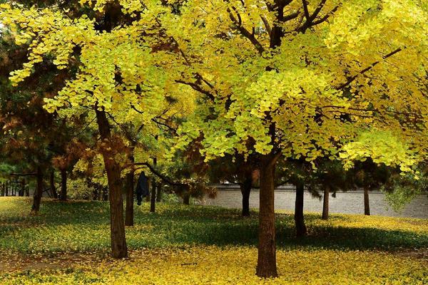 銀杏樹的作用及藥用價值 銀杏樹多少錢一顆