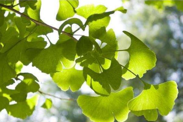 銀杏樹的作用及藥用價值 銀杏樹多少錢一顆
