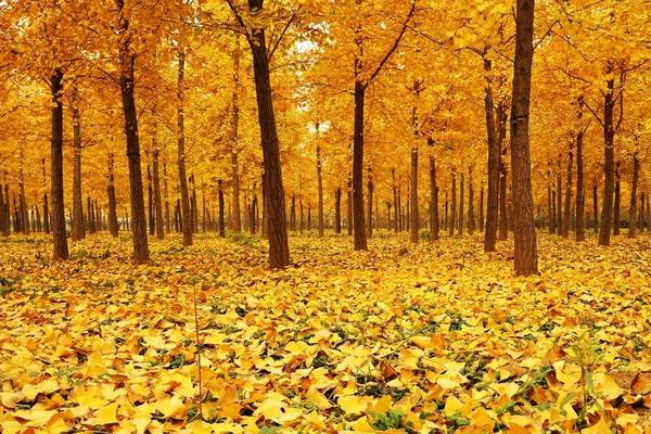 銀杏樹的作用及藥用價值 銀杏樹多少錢一顆