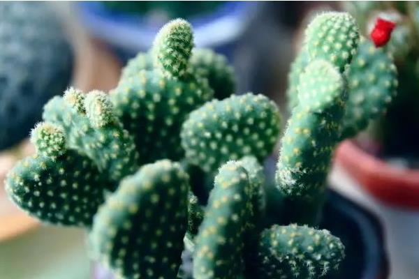 仙人掌提取物是什么（有什么作用） 仙人掌能減肥嗎