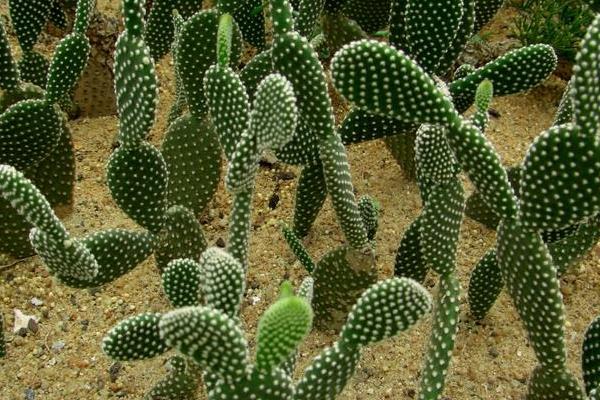 仙人掌提取物是什么（有什么作用） 仙人掌能減肥嗎