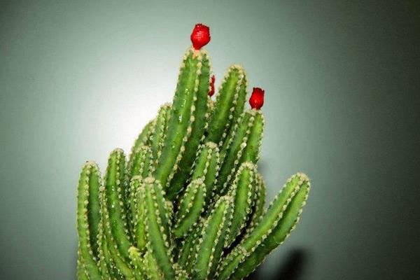 仙人掌提取物是什么（有什么作用） 仙人掌能減肥嗎