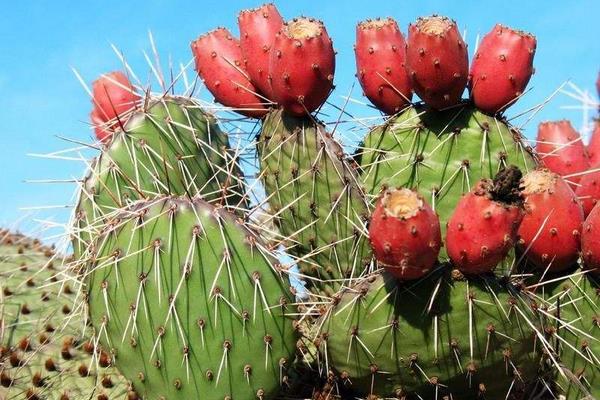 仙人掌提取物是什么（有什么作用） 仙人掌能減肥嗎