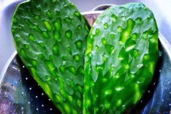 仙人掌提取物是什么（有什么作用） 仙人掌能減肥嗎