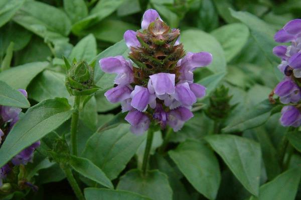 夏枯草的功效與作用及禁忌 夏枯草藥用價值