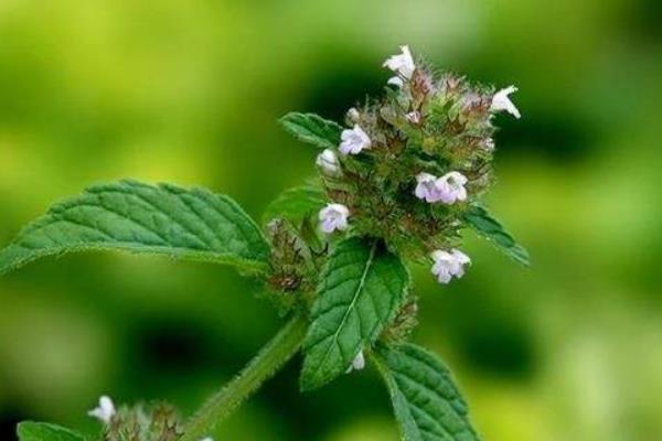 夏枯草治甲亢嗎 夏枯草治乳腺增生嗎