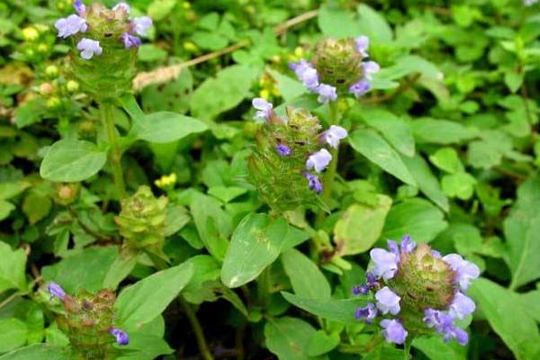 夏枯草治甲亢嗎 夏枯草治乳腺增生嗎