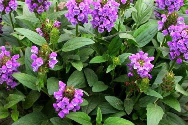 夏枯草治甲亢嗎 夏枯草治乳腺增生嗎