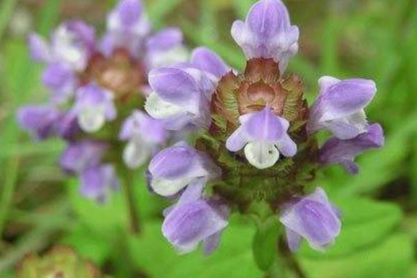 夏枯草治甲亢嗎 夏枯草治乳腺增生嗎