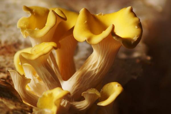 榆黃蘑種植技術 榆黃蘑高效栽培方法