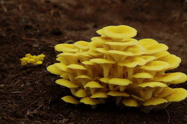 榆黃蘑市場價格多少錢一斤 榆黃蘑生長過程