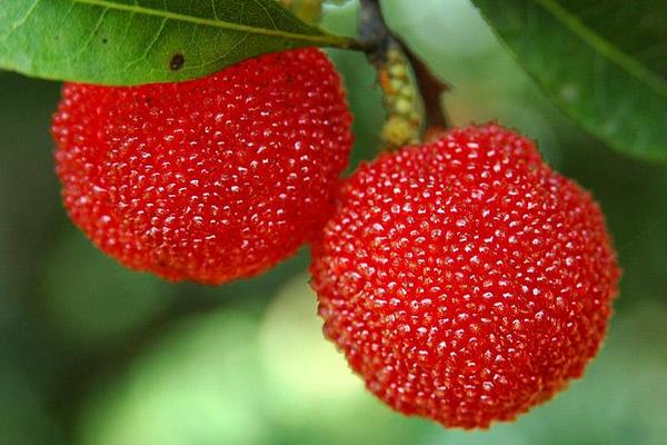 楊梅發(fā)酵了還能吃嗎 楊梅凍了還能吃嗎