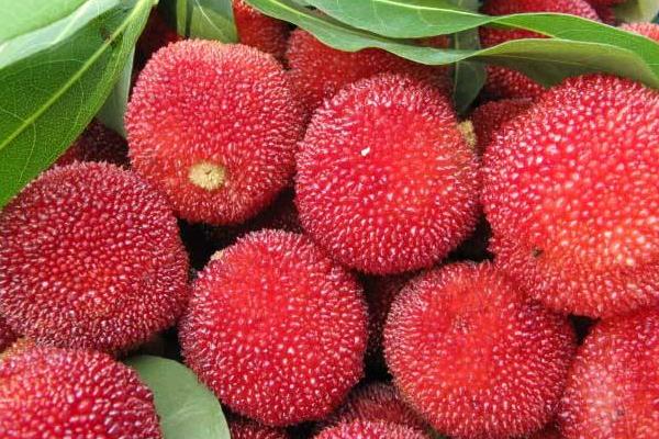 楊梅不洗能吃嗎 楊梅為什么要用鹽水泡 楊梅里的蟲子能吃嗎