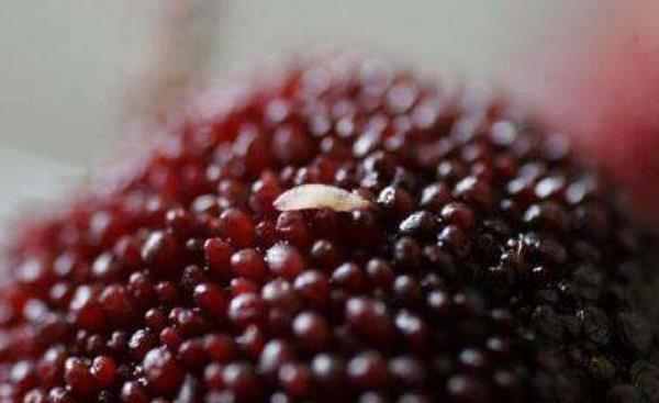 楊梅不洗能吃嗎 楊梅為什么要用鹽水泡 楊梅里的蟲子能吃嗎