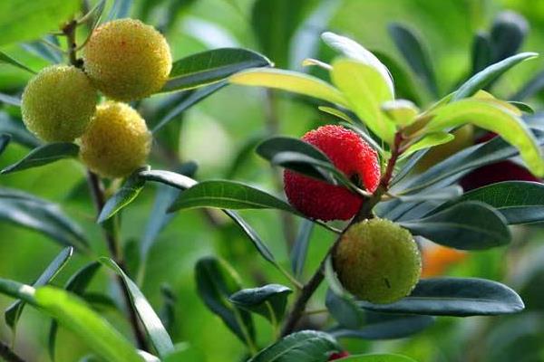 楊梅樹苗市場價格多少錢一棵 楊梅樹什么時候種