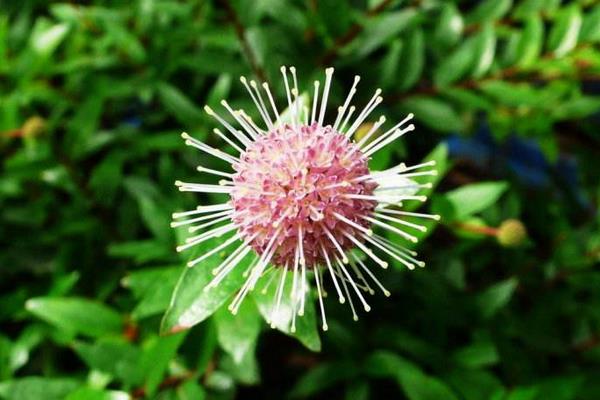 水楊梅的功效與作用及禁忌 水楊梅盆景怎么養