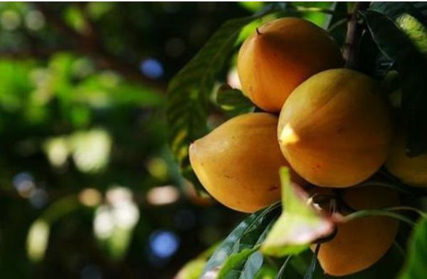 蛋黃果怎么吃 蛋黃果什么時候成熟