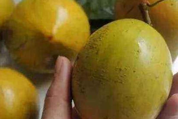 蛋黃果市場價格多少錢一斤 蛋黃果產地在哪里