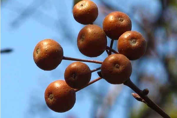 豆梨能吃嗎 豆梨泡酒功效與作用
