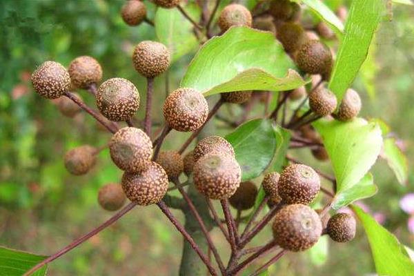 豆梨能吃嗎 豆梨泡酒功效與作用