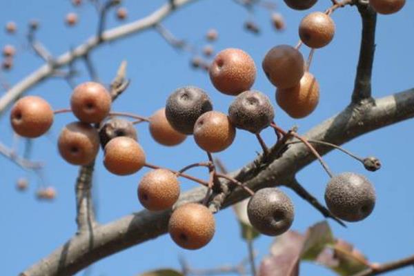豆梨能吃嗎 豆梨泡酒功效與作用