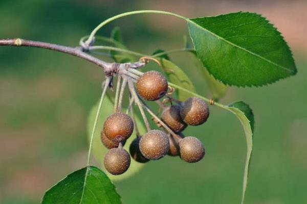 豆梨能吃嗎 豆梨泡酒功效與作用