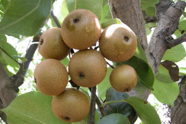 豆梨能吃嗎 豆梨泡酒功效與作用