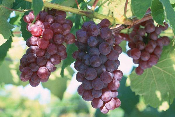 葡萄太酸怎么辦 葡萄著色最快的方法